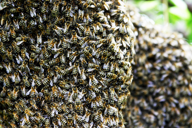 honeybee-swarm