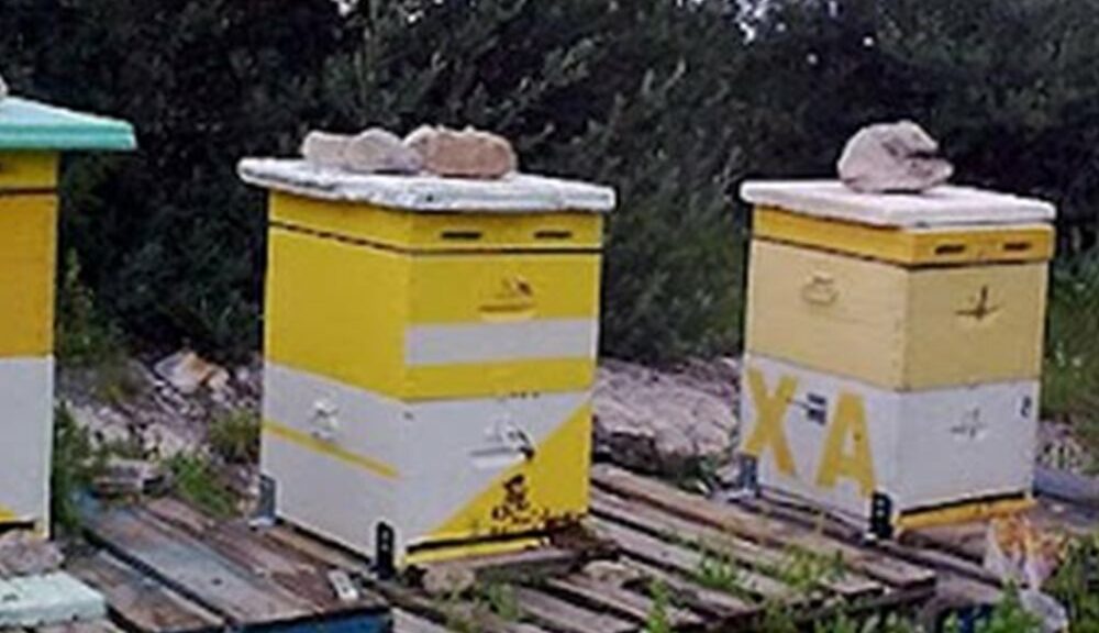 κλοπή μελισσών εύβοια beeing.gr
