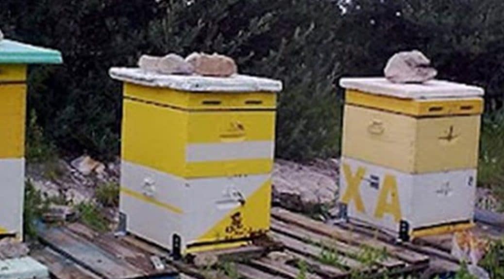 κλοπή μελισσών εύβοια beeing.gr